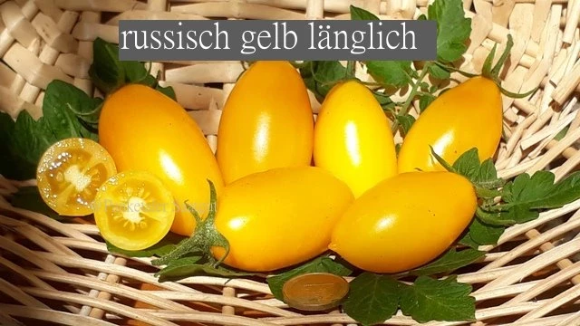 russisch gelb länglich