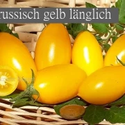 russisch gelb länglich