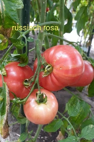 Russisch Rosa