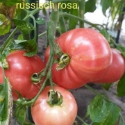 Russisch Rosa