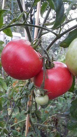 Russisch Rosa