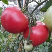 Russisch Rosa