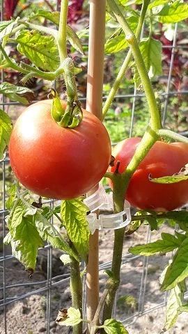 Russisch Rosa