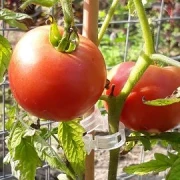Russisch Rosa