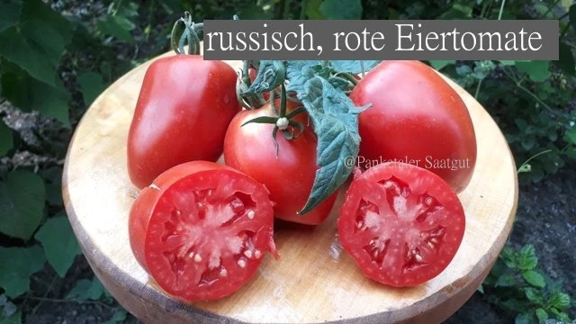 russisch, rote Eiertomate