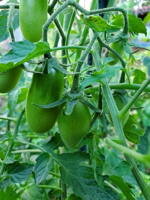 russisch, rote Eiertomate