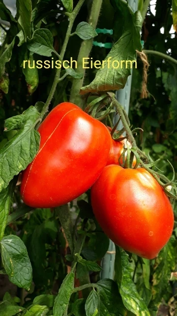 russisch, rote Eiertomate