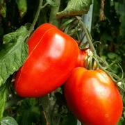 russisch, rote Eiertomate