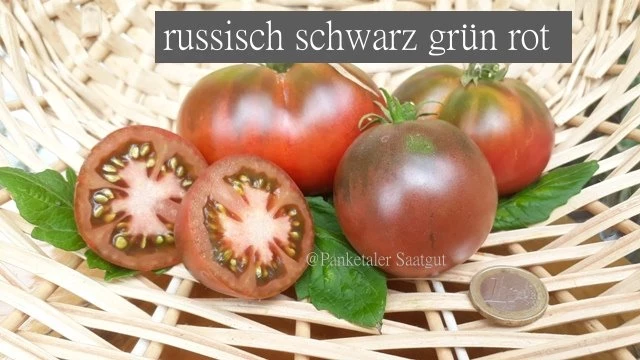 russisch schwarz grün rot