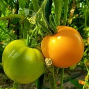 orange Russia