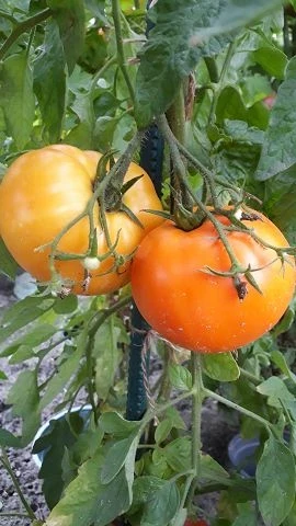 orange Russia