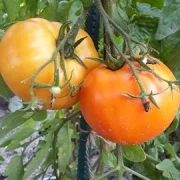 orange Russia