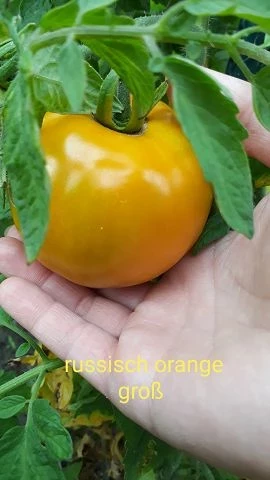 orange Russia