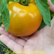 orange Russia