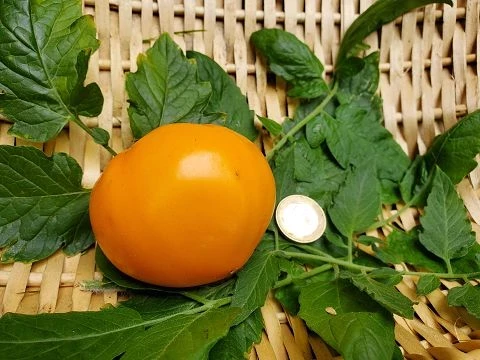 orange Russia