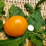 orange Russia