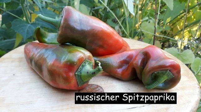 russischer spitzpaprika