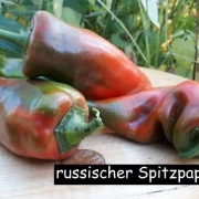 russischer spitzpaprika