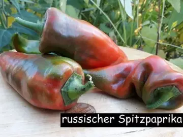 russischer spitzpaprika
