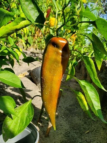 russischer spitzpaprika