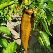 russischer spitzpaprika
