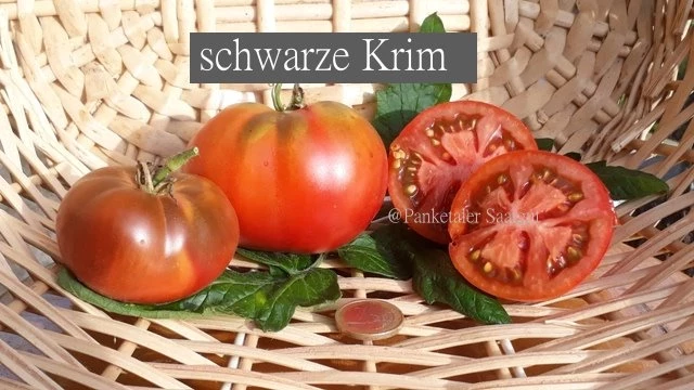schwarze Krim