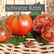 schwarze Krim