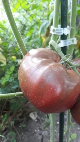 schwarze Krim