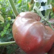 schwarze Krim