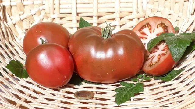 schwarze Krim