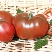 schwarze Krim