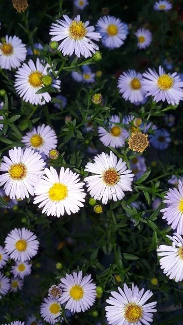 winterharte Aster