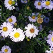 winterharte Aster