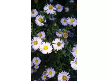 winterharte Aster